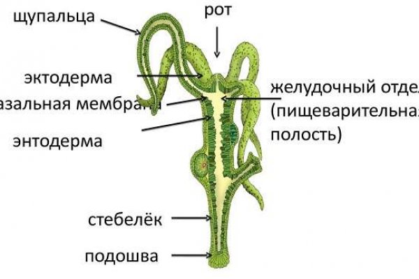 Кракен 24