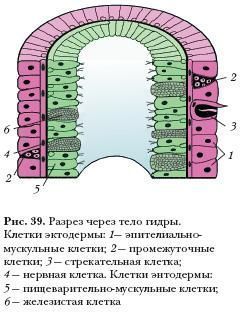 Кракен войти на сайт